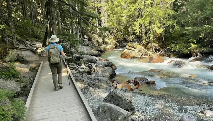 Boardwalk under giant cedars