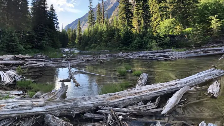 Cedar trunks on Avalanche Lake