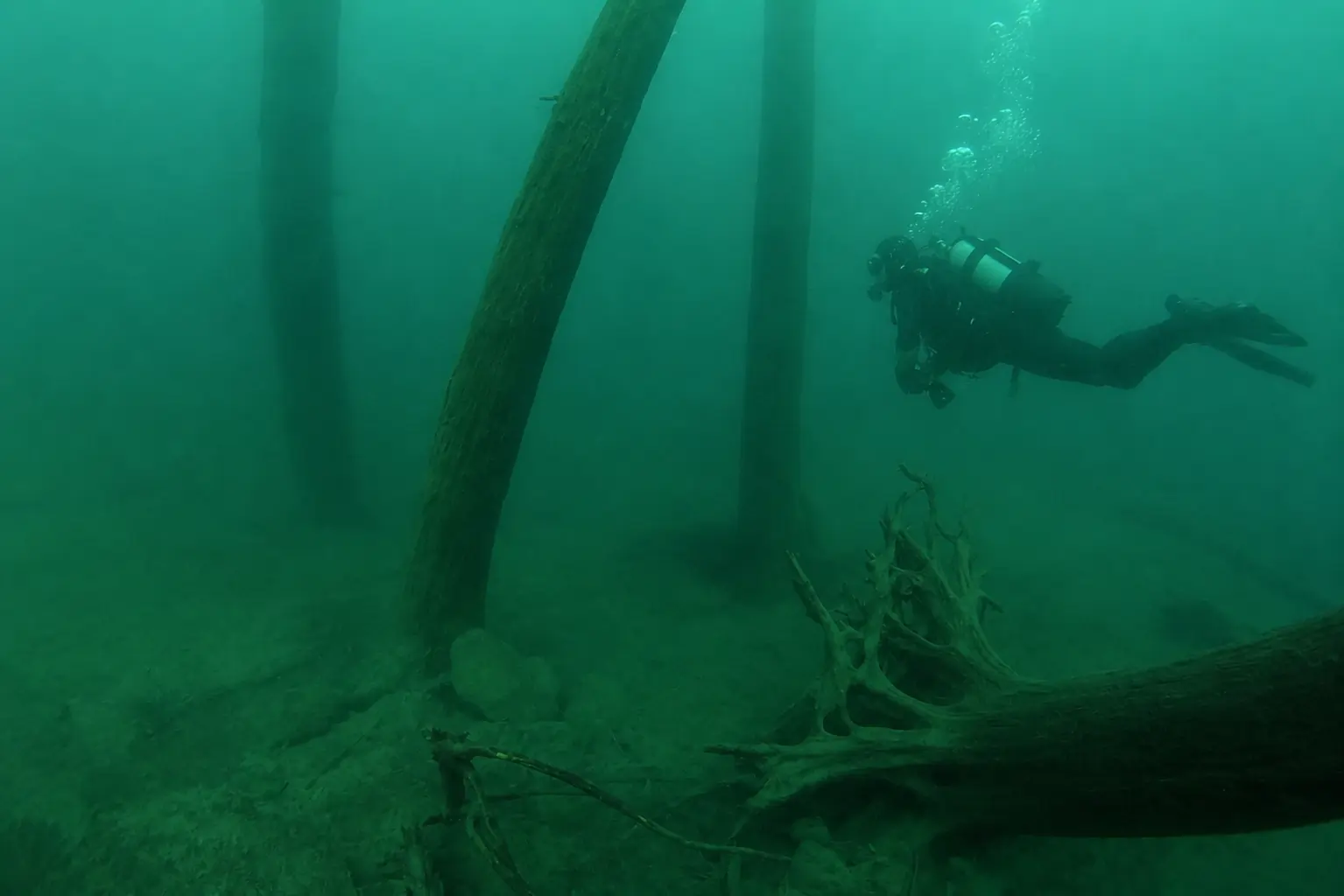Submerged tree trunks rooted upright in the lakebed of Lake McDonald near Sprague Creek, Glacier National Park