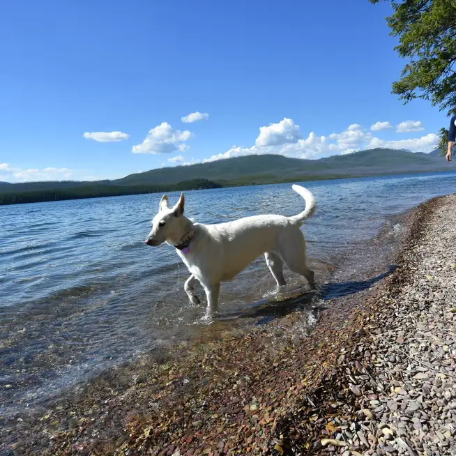Dog on a leash exploring the Apgar Village area near Lake McDonald, Glacier National Park