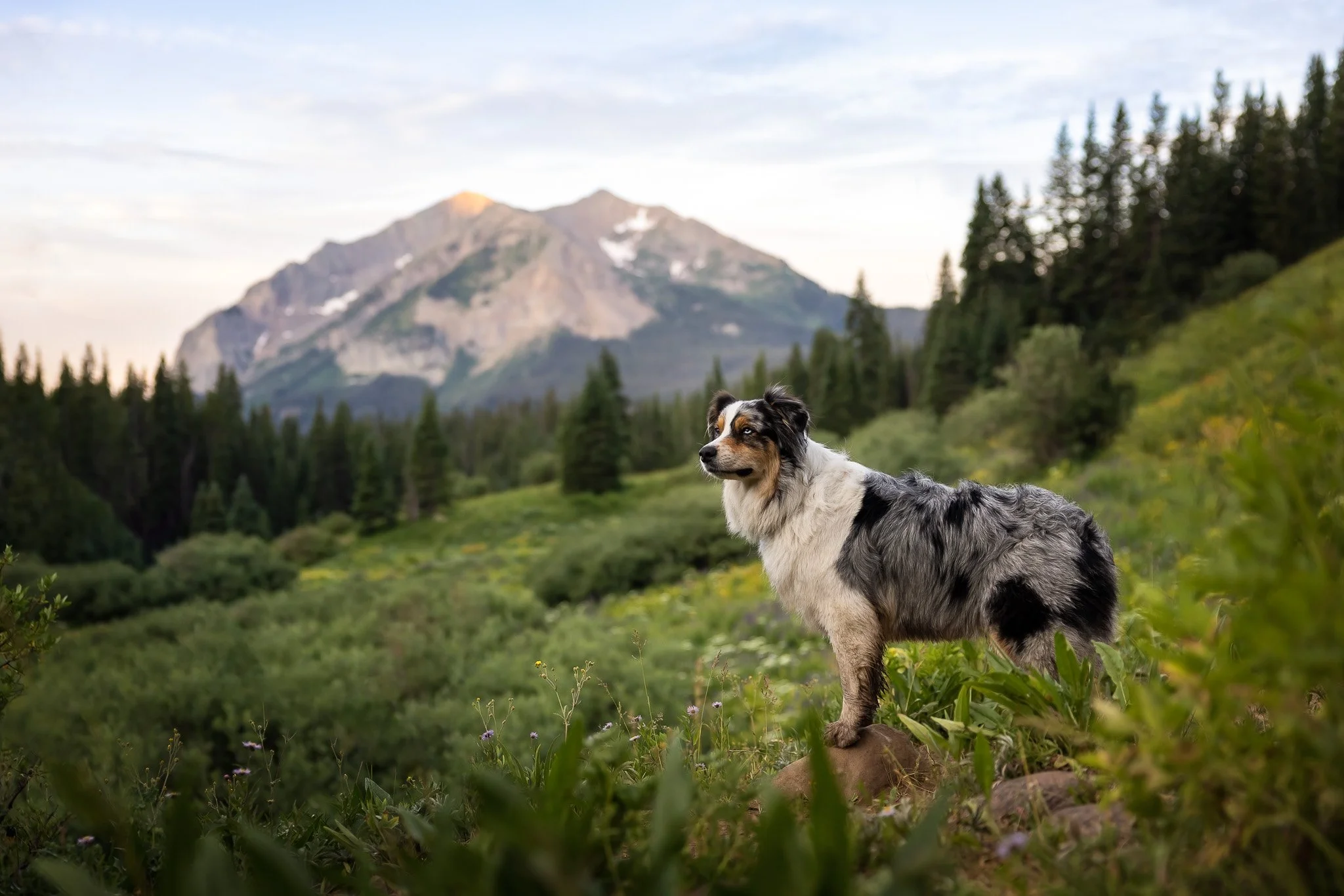Dog on a leash at a scenic overlook near Lake McDonald, Glacier National Park, Montana