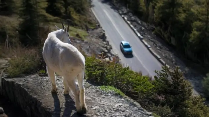 Mountain goat on Going-to-the-Sun Road