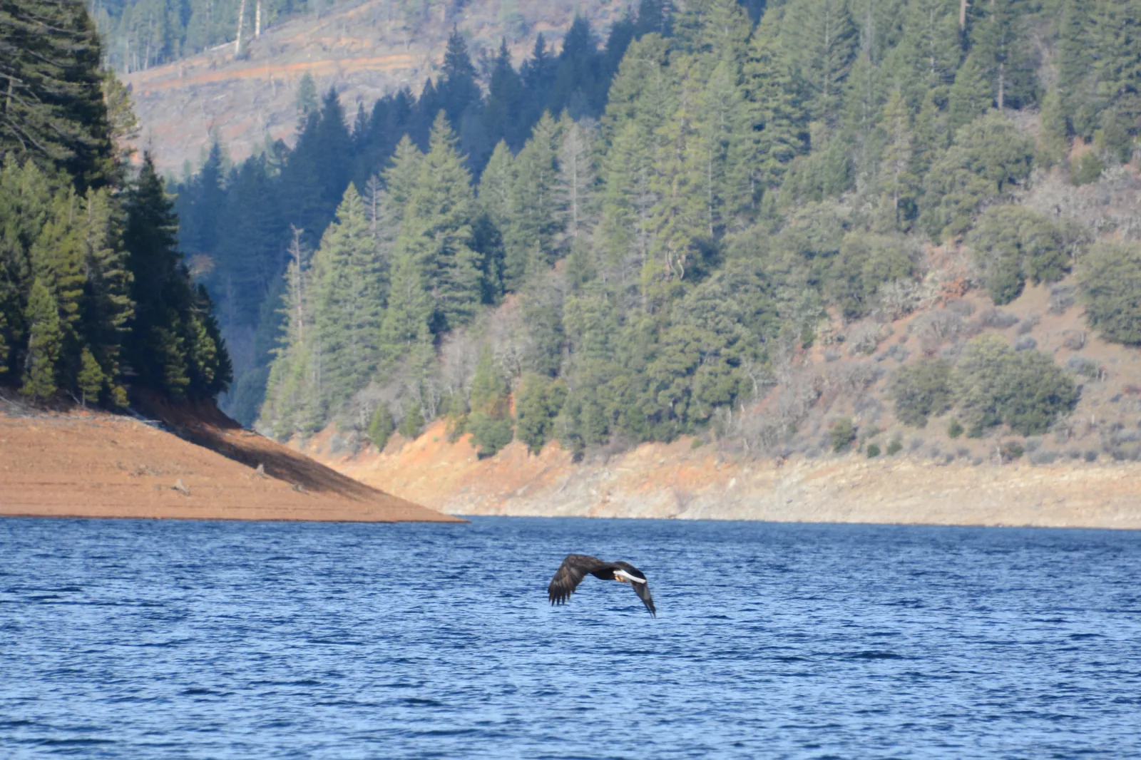 Bald eagle in flight over Lake McDonald, Glacier National Park