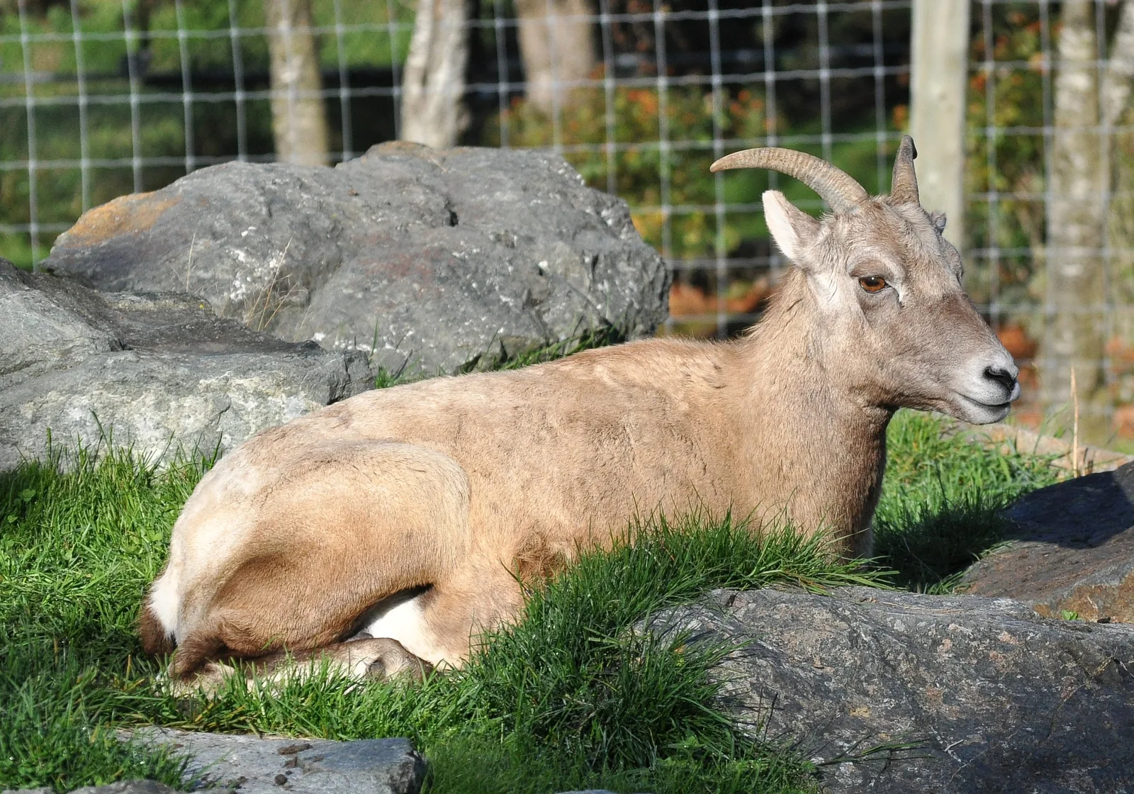 Bighorn sheep on rocky terrain in Glacier National Park