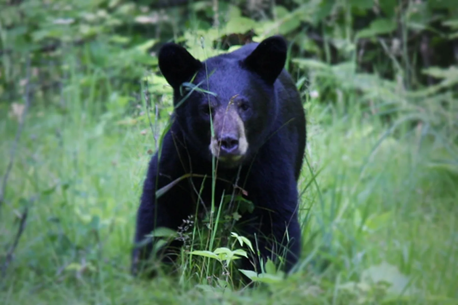 American black bear in Glacier National Park