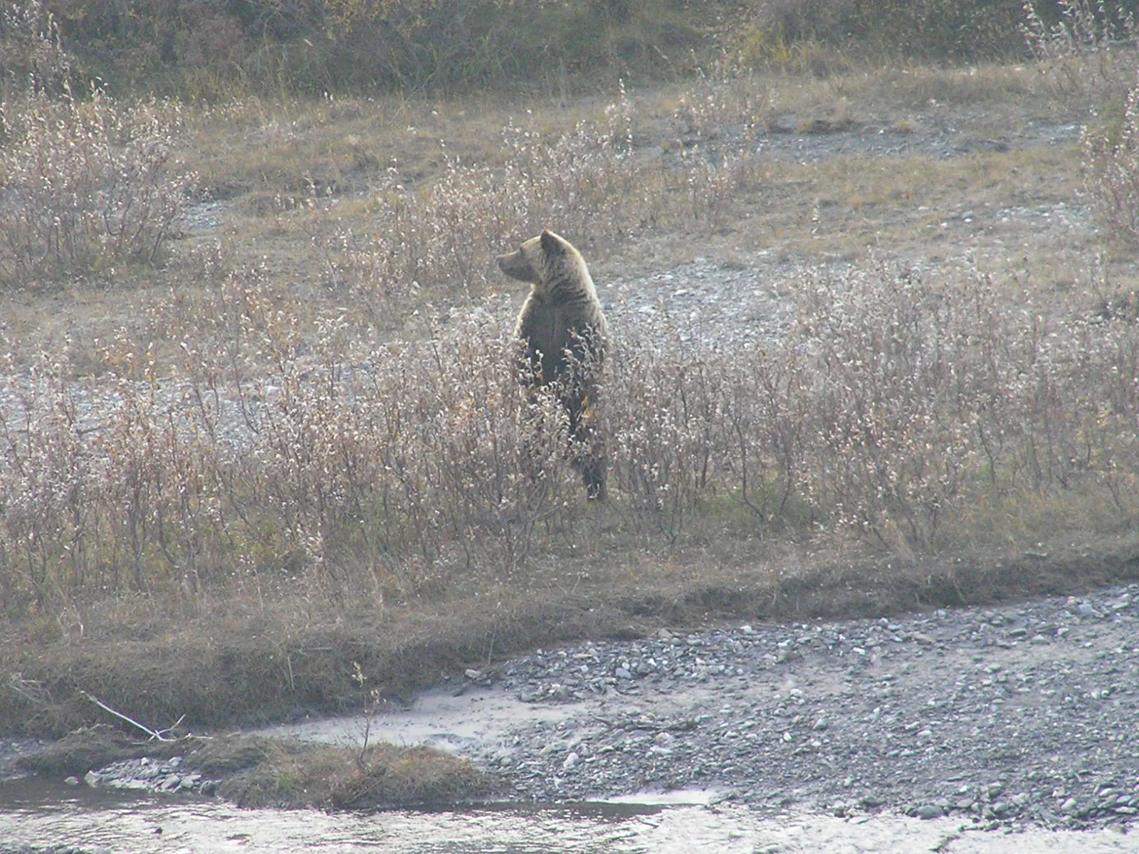 Grizzly bear in Glacier National Park wilderness