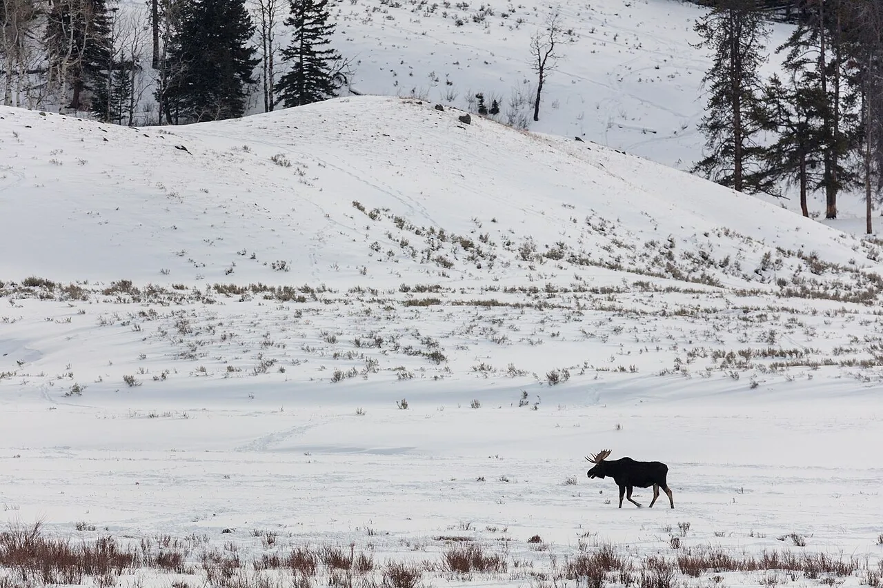 Bull moose crossing a snow-covered meadow in Glacier National Park
