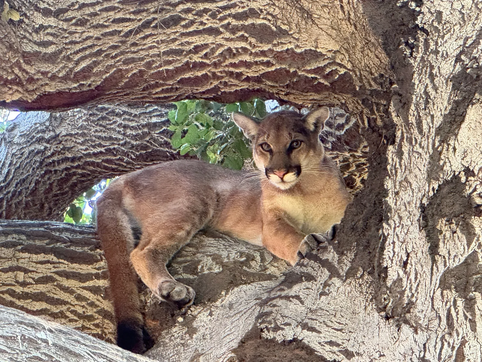 Mountain lion resting in Glacier National Park wilderness