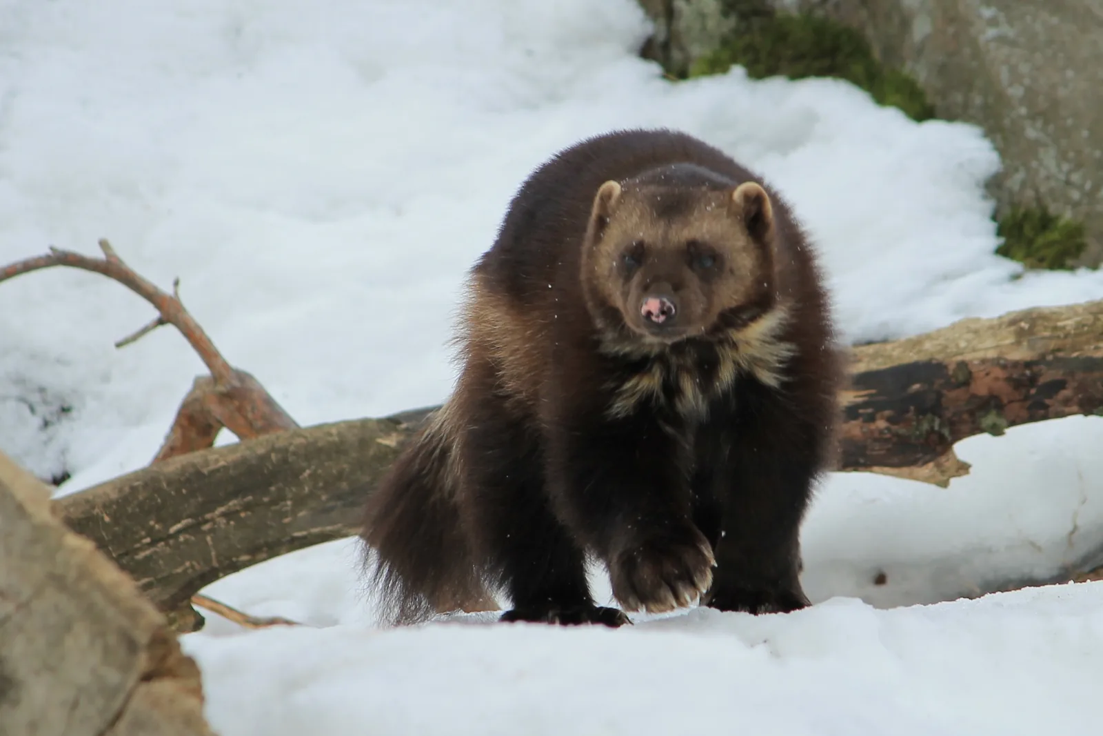 Wolverine in its natural habitat near Glacier National Park